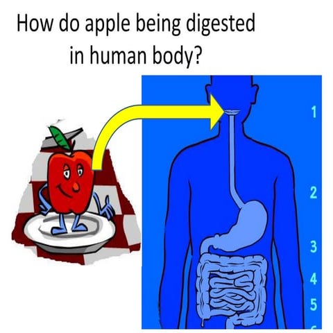 How do apple being digested in human body