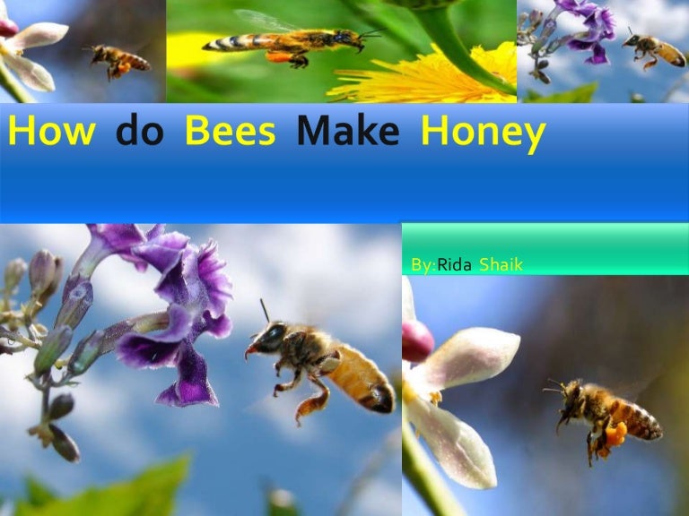 How do bees make honey