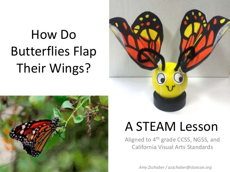 How do butterflies flap their wings presentation