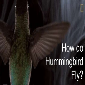 How do Hummingbirds fly2.pptx