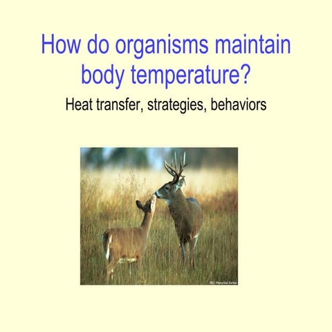 How do organisms maintain body temperature