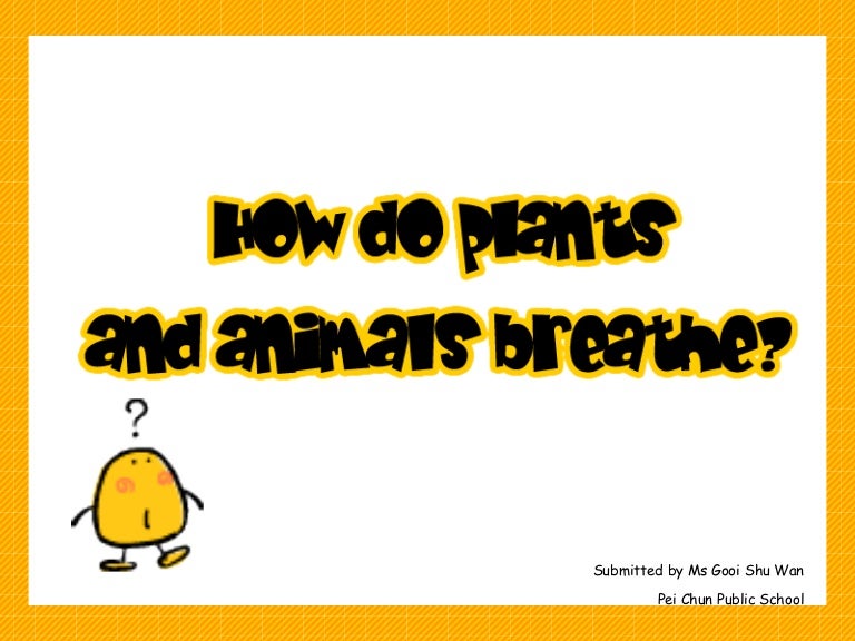 How do plants and animals breathe