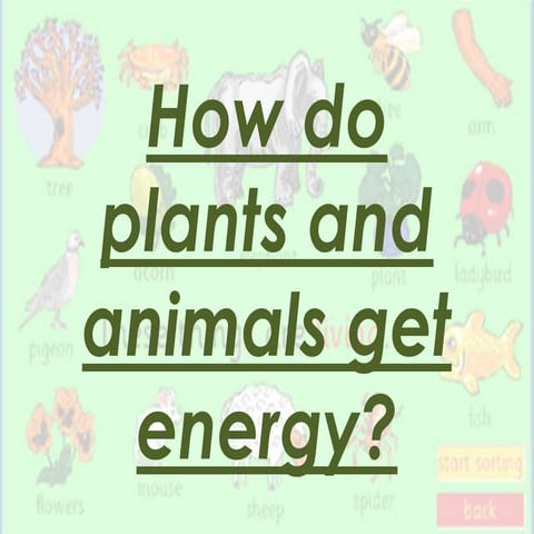 How do plants and animals get energy | PPT