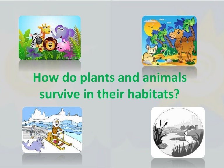 How do plants and animals survive in their habitat
