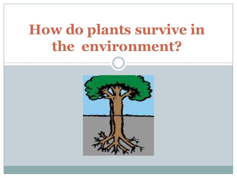 How do plants survive in the environment