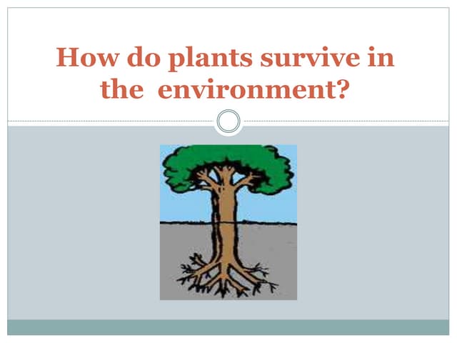 Plant adaptations | PPT