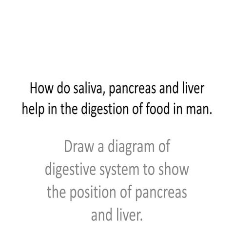 How do saliva, pancreas and liver help