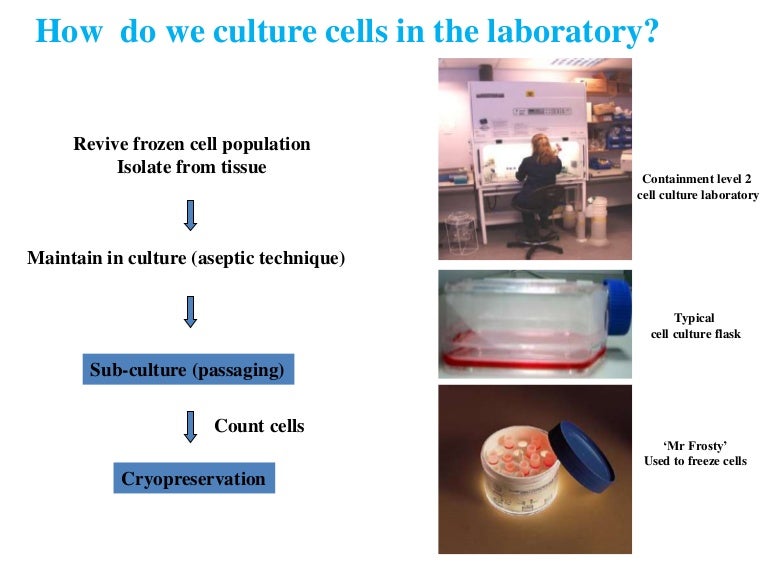 How do we culture cells in the laboratory