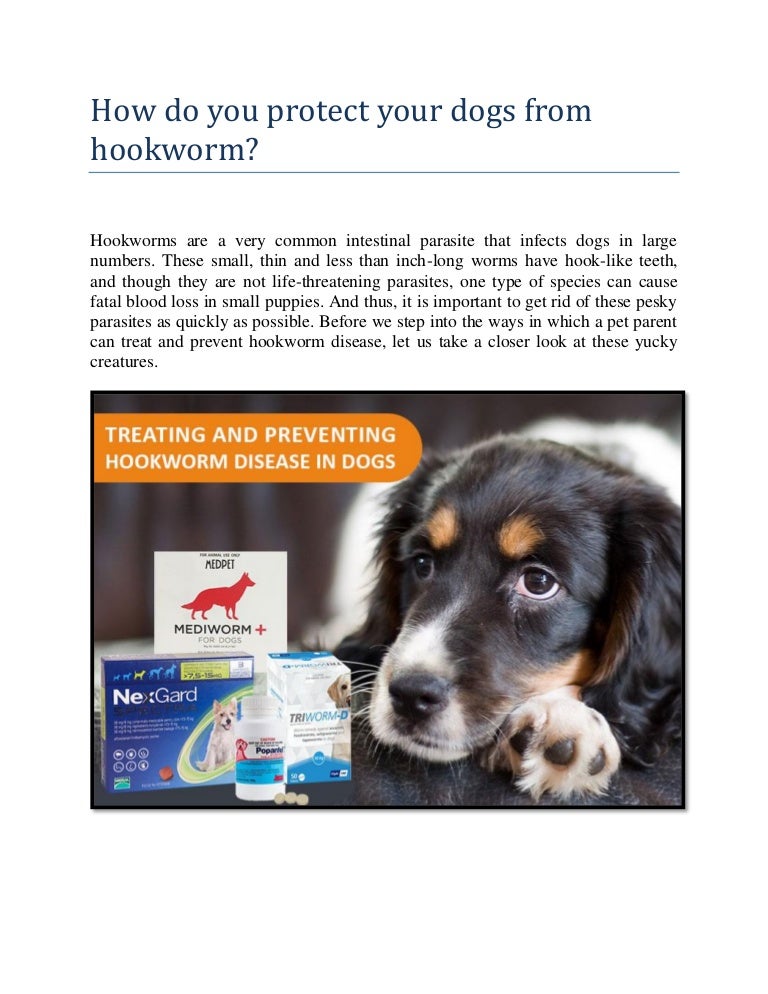 How do you protect your dogs from hookworm converted
