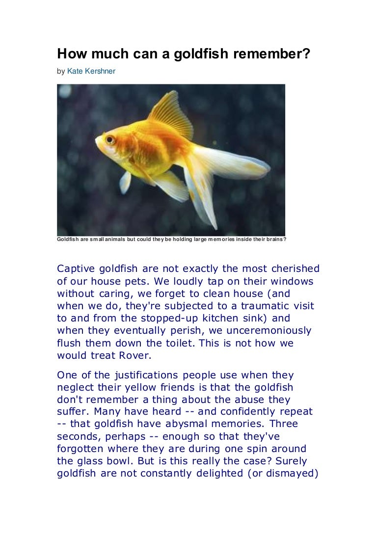 How much can a goldfish remember