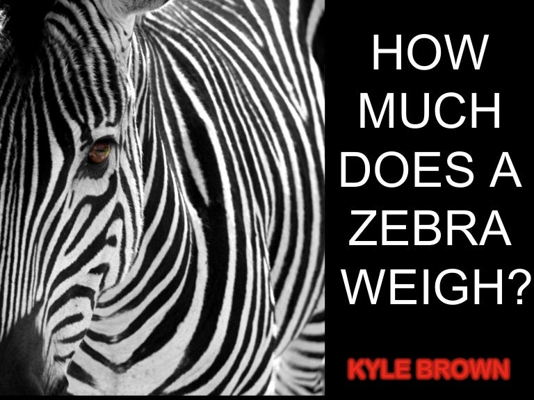 How much does a zebra weigh? With Kyle Brown at OH2014