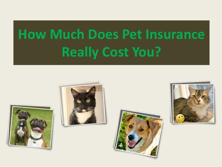 pet insurance how much pet insurance how much