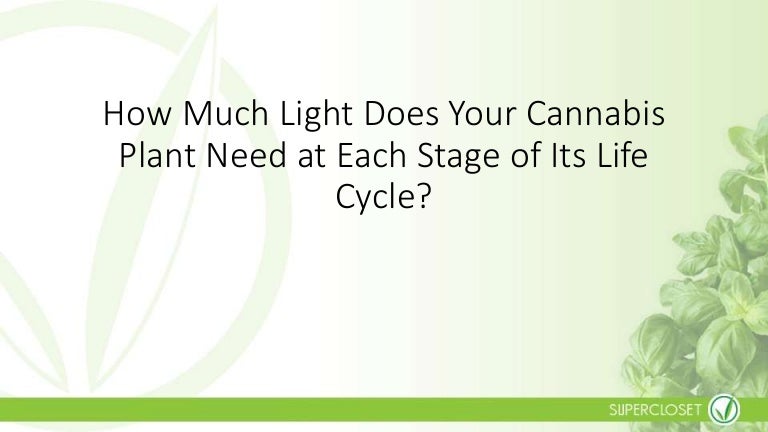 How much light does your cannabis plant need