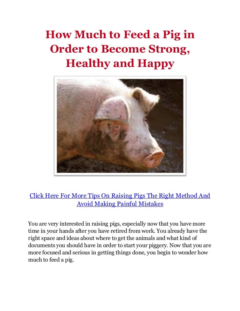 How Much to Feed a Pig in Order to Strong, Healthy and Happy