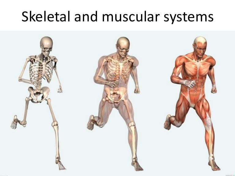 How my body moves. Skeletal and muscular systems.