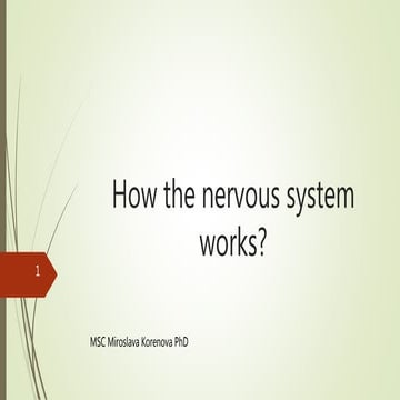 How nervous system works