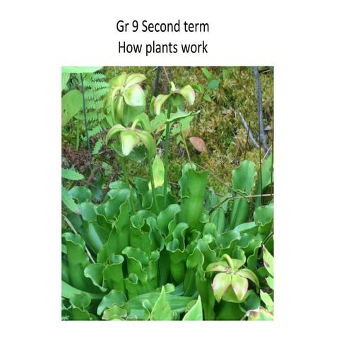 How plants works