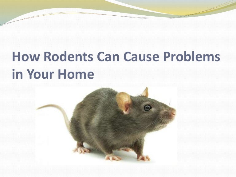 How Rodents Can Cause Problems in Your Home