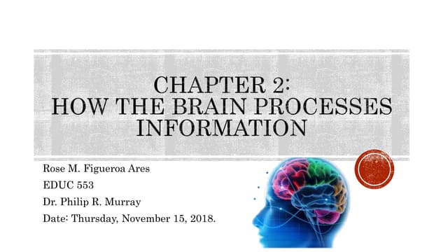 EDUC 553 How the brain processes information   