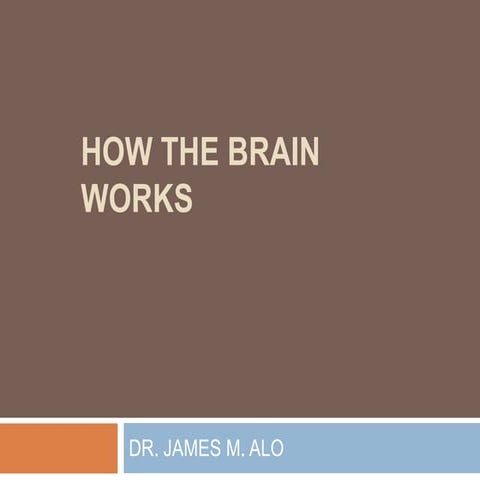 How the brain works | PDF