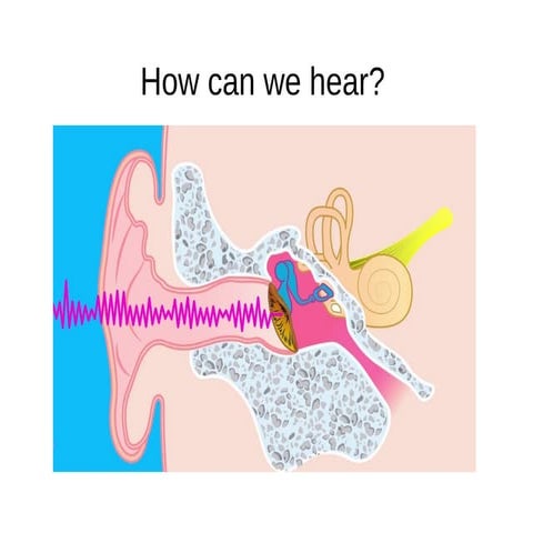 How the ear works