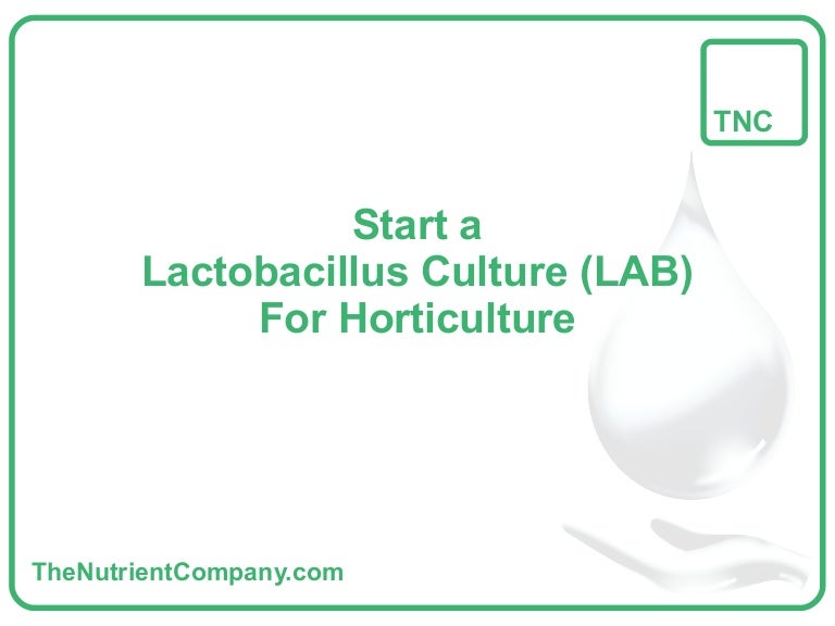 How to start a Lactobacillus culture (LAB) for Horticulture