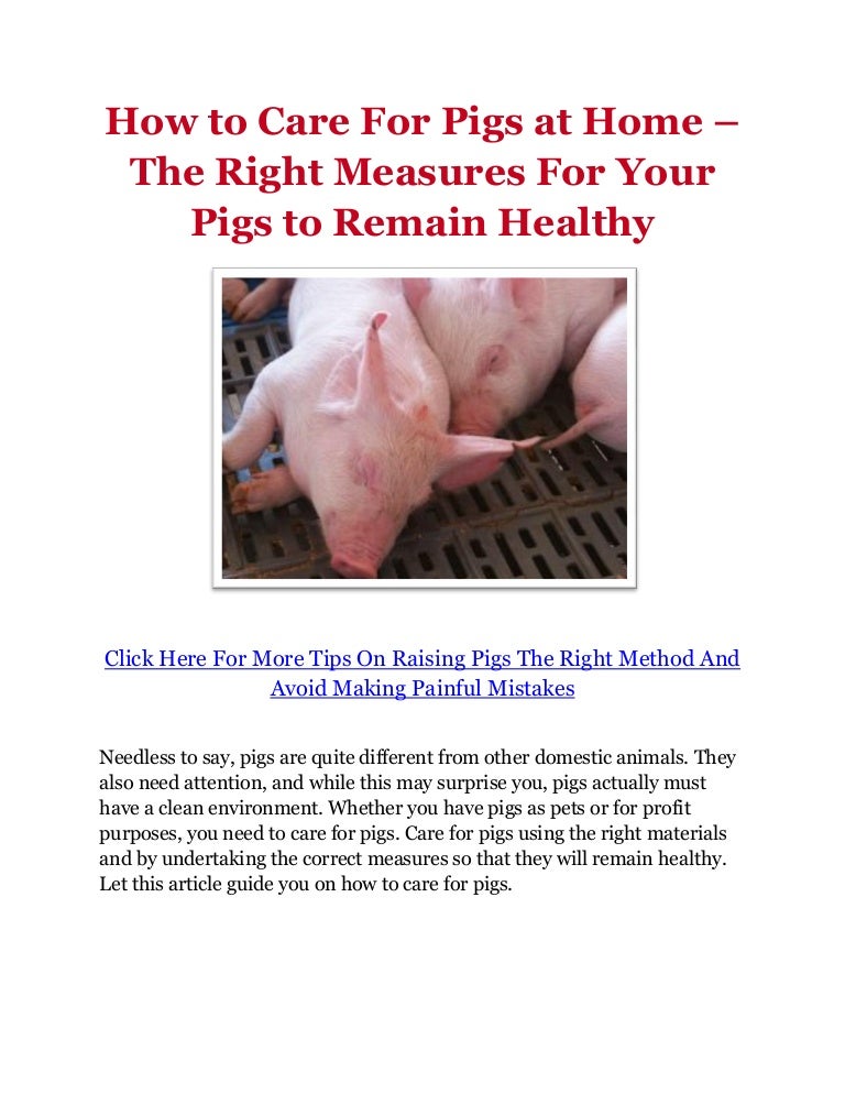 How to Care For Pigs at Home The Right Measures For Your Pigs to Re…