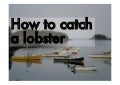 How To Catch A Lobster
