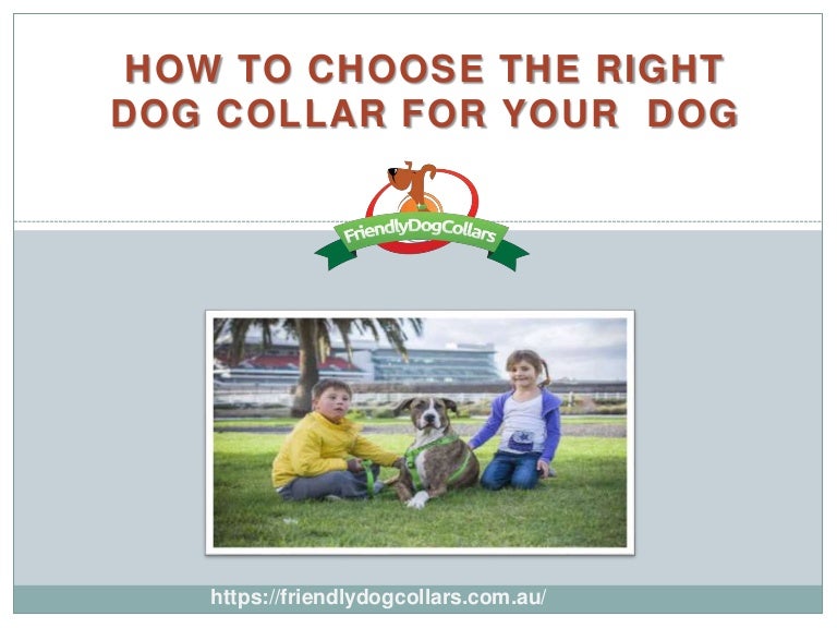 friendly dog collar