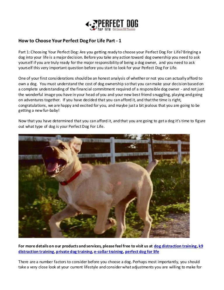 what's the perfect dog breed for me