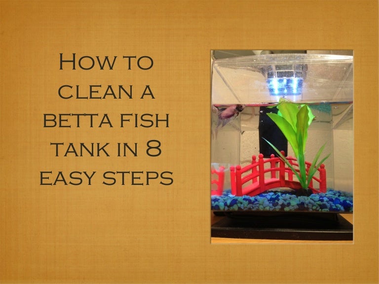How to Clean Your Betta Fish Tank
