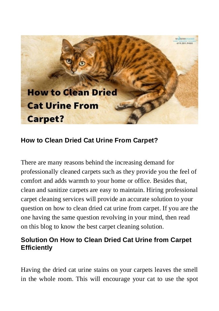 How To Clean Dried Cat Urine From Carpet