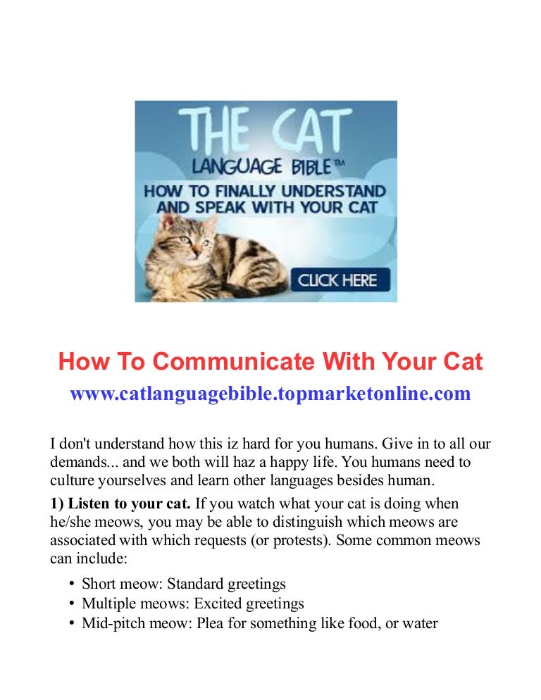 How To Communicate With Your Cat