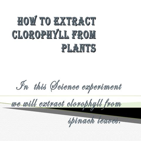 How to extract clorophyll from plants