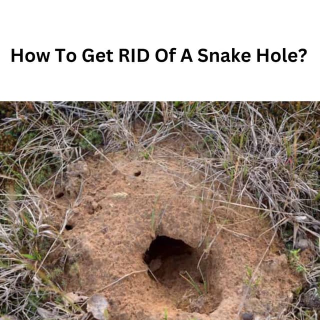 How To Get RID Of A Snake Hole.pdf