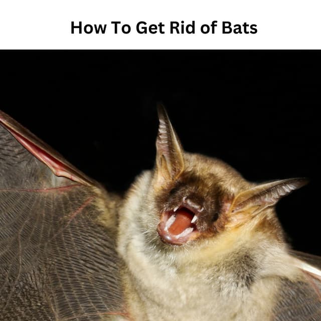 How To Get Rid of Bats.pdf