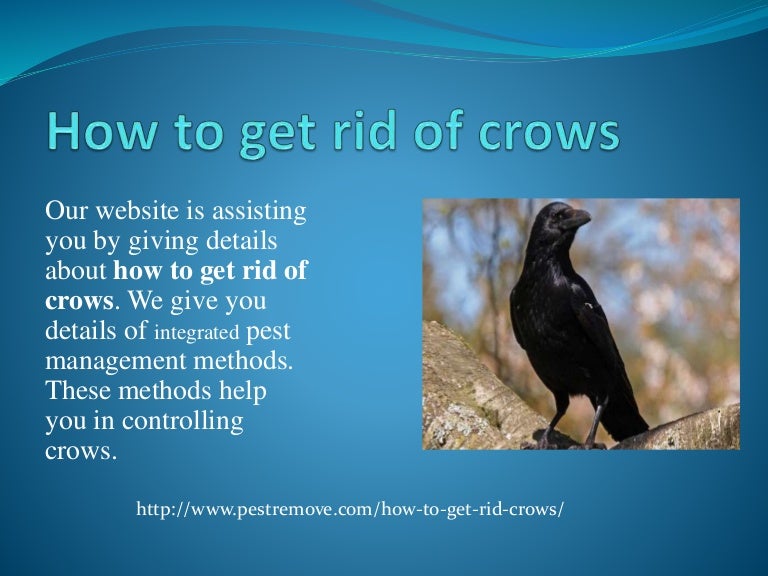 How to get rid of crows