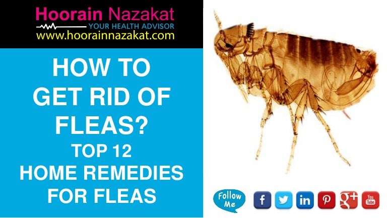 household remedies for fleas