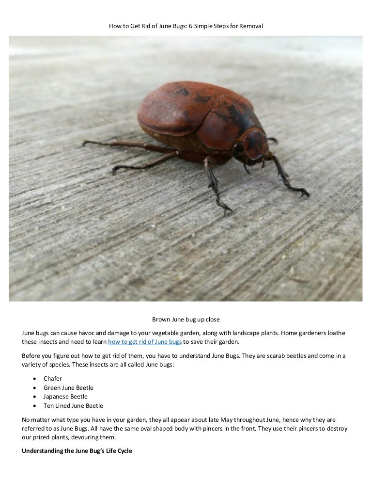 How to get rid of june bugs