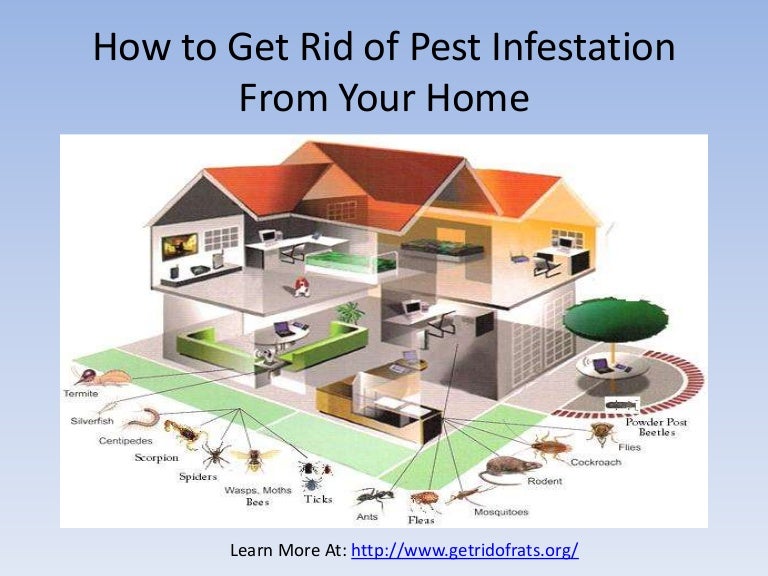 How to get rid of pest infestation from home