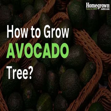 How to Grow Avocado Tree? | PPT