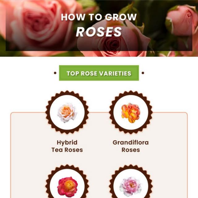 How to Grow Rose? | PDF
