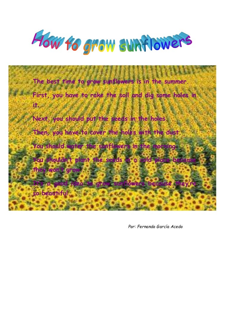 How to grow sunflowers 2