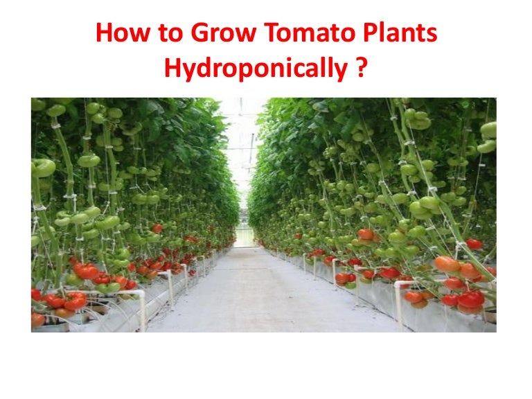 How to Grow Tomato Plants Hydroponically