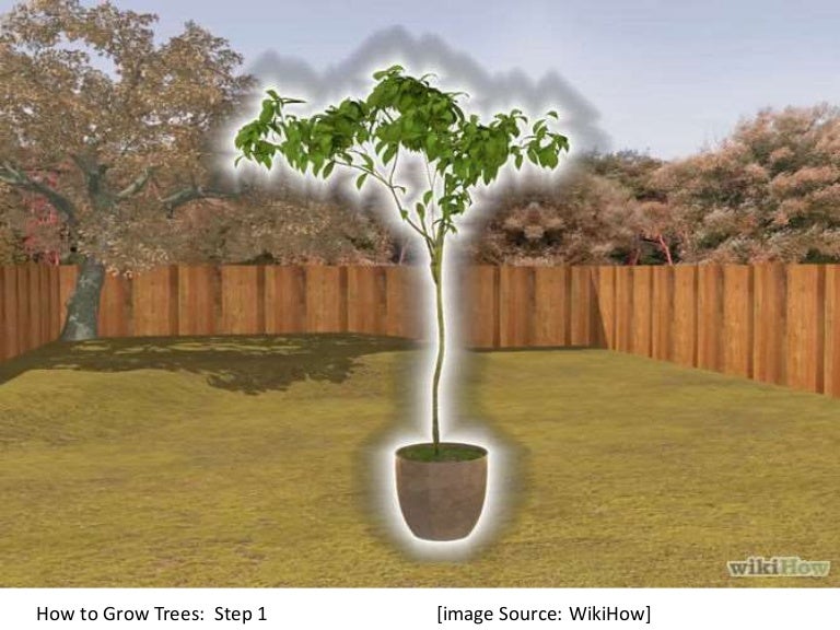 How to Grow Trees Learn Step by Step