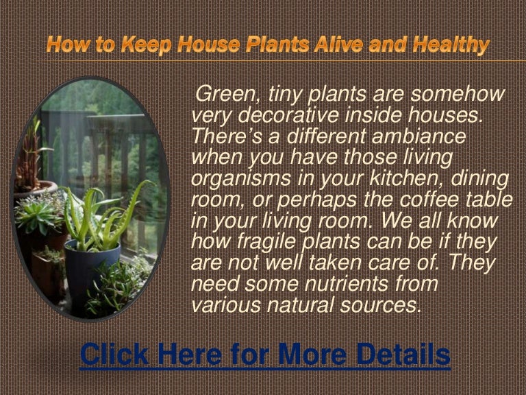 How to keep house plants alive and healthy