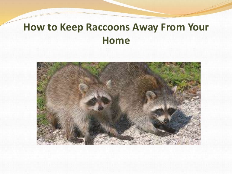 How to Keep Raccoons Away From Your Home