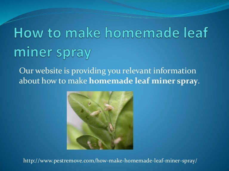 How to make homemade leaf miner spray