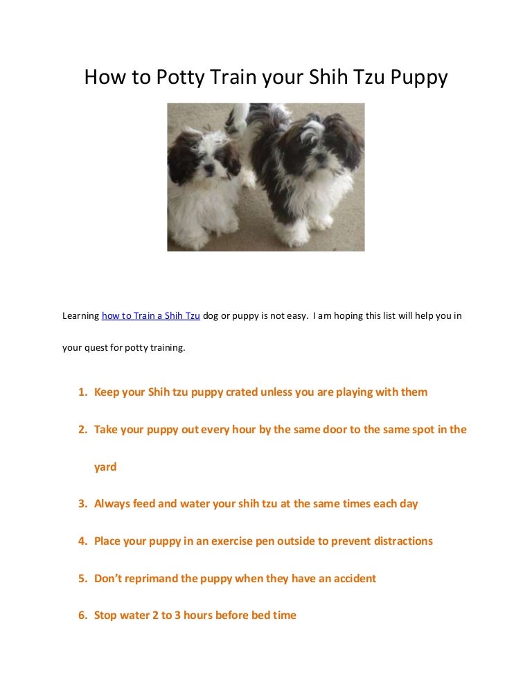 Are Shih Tzu Easy To Train