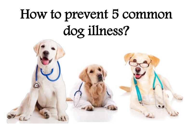 How to prevent 5 common dog illness
